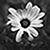 :iconluxdecrescis: