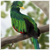 :iconluxuna-shuvana: