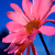 :iconluxx14: