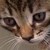 :iconlv-traincat: