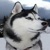 :iconlycanthropy-jack: