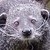 :iconlycaonpictus: