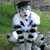 :iconlyctiger: