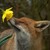 :iconlyka-reynard: