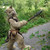 :iconlynca-shatu: