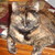 :iconlynn-10397:
