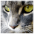 :iconlynx44512: