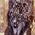 :iconlynxdove: