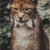 :iconlynxsengen: