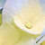:iconlza6789: