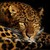 :iconlzthecat: