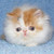 :iconm4g3hunt3r: