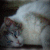 :iconm-c-973: