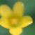:iconm-greno: