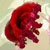 :iconm-j-r-vickery: