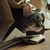 :iconm-lawinto: