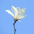 :iconma-maiami: