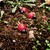 :iconmac-lizzie:
