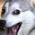 :iconmacaronada: