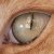 :iconmacca1675: