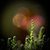 :iconmacoupc: