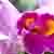 :iconmacro-happy: