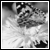 :iconmacrophoto: