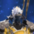 :iconmad-dragon249: