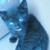 :iconmad-nowaki: