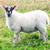 :iconmad-owca:
