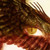 :iconmadadhruadh: