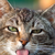 MaddAchinchilla :iconmaddachinchilla: