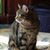:iconmaddie-nya: