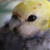 :iconmaddieclare: