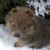 :iconmaddingo92:
