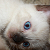 :iconmaddmaddi: