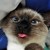 :iconmadds291011: