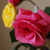 :iconmadel31ne: