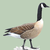 :iconmadgooseparade: