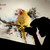 :iconmadhumay: