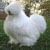 :iconmadinina-ruff: