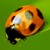 :iconmadjpm: