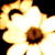 :iconmadpiratedog: