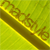 :iconmadthijs: