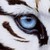 :iconmadtiger24: