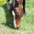 :iconmagdahorses:
