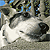 :iconmagdolandia: