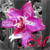 :iconmagenta-bulb: