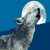 :iconmaggotboy: