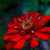 maggymay :iconmaggymay: